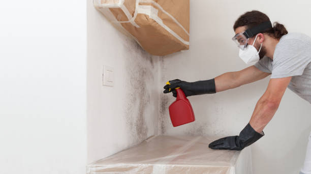 Professional Basement Mold Remediation technician working in Haddonfield, NJ
