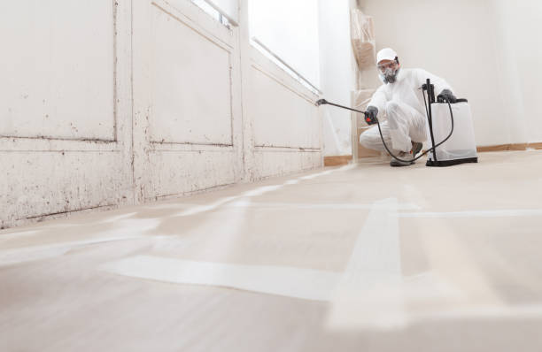 24/7 Emergency Basement Mold Remediation experts in Haddonfield, NJ