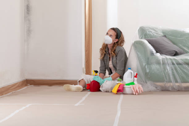 Trusted Basement Mold Remediation service in Haddonfield, NJ - Cheap Mold Removal